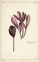 Autumn crocus, meadow saffron or naked ladies