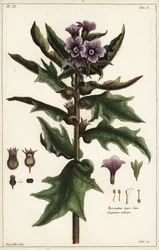 Black Henbane, Hyoscyamus niger Linn