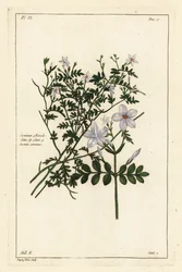 Common jasmine
