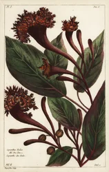 Cornucopian shrub, Copianthus indica