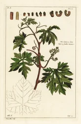 Leaves and budding grapes on a grape vine