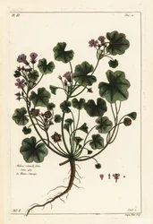 Low mallow or round-leaved mallow