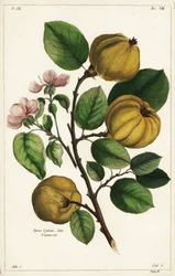Quince Tree and Fruit, Cydonia oblonga Pyrus cydonia, Linn