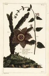 Starfish plant and white swallow-wort